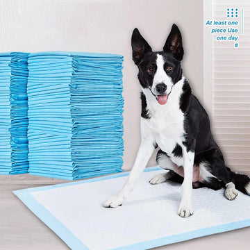 Pañal para perro 60x60cm