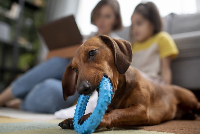 ¿Qué cuidados necesitan las mascotas? Tips básicos para el cuidado de tu mascota